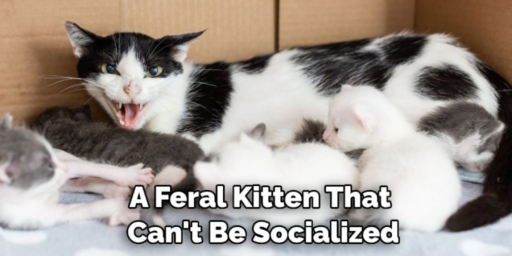 A Feral Kitten That  Can't Be Socialized