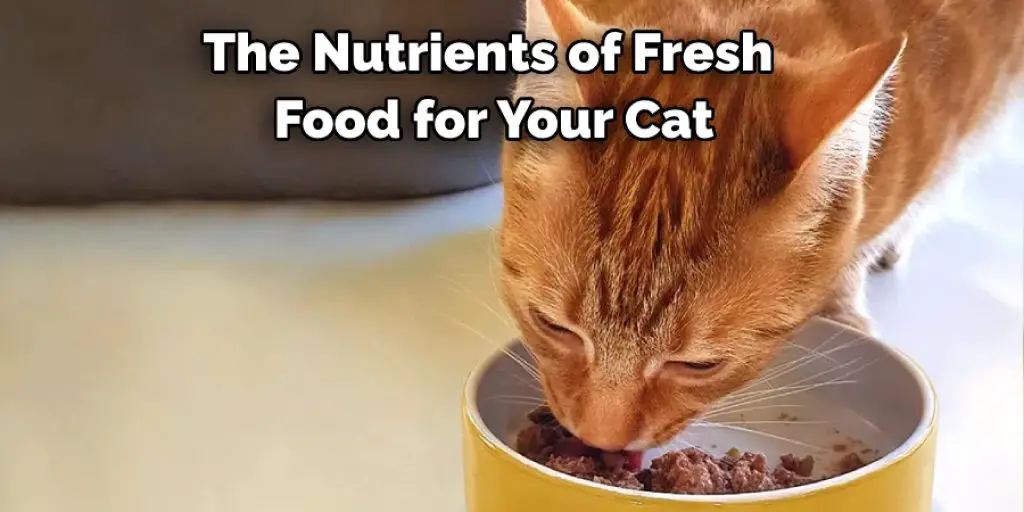 The Nutrients of Fresh  Food for Your Cat