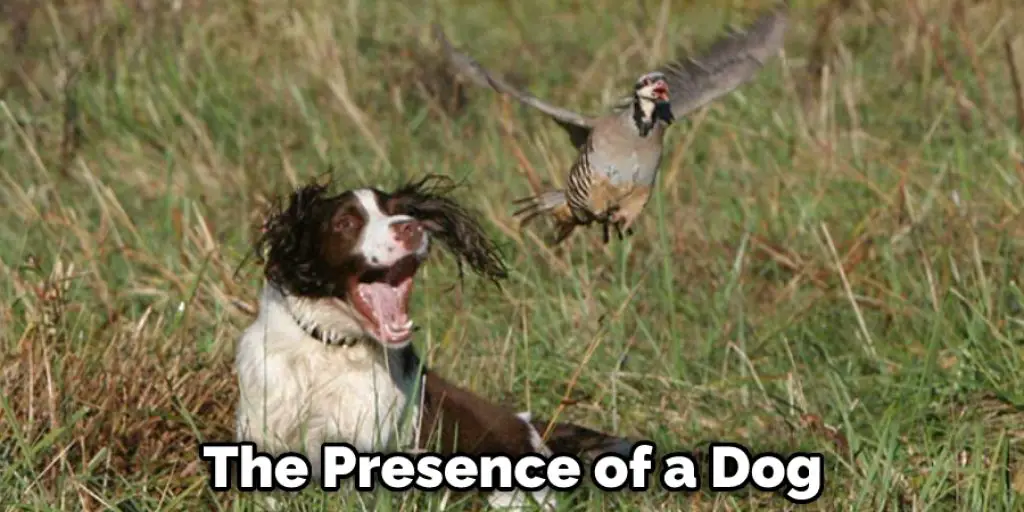The Presence of a Dog