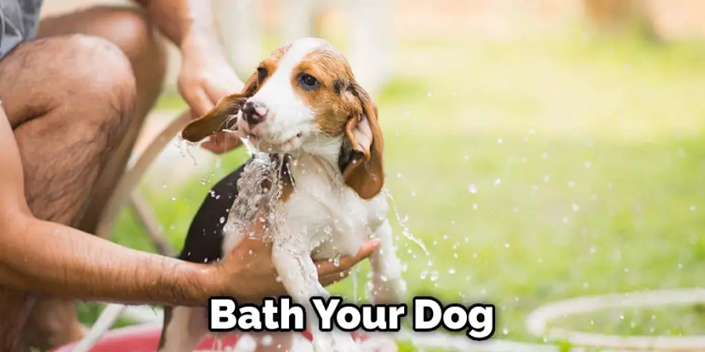Bath Your Dog