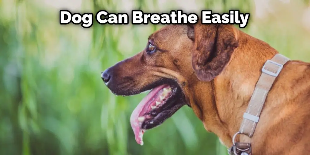 Dog Can Breathe Easily