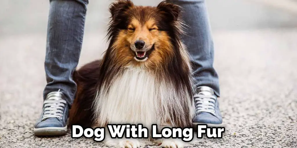 Dog With Long Fur