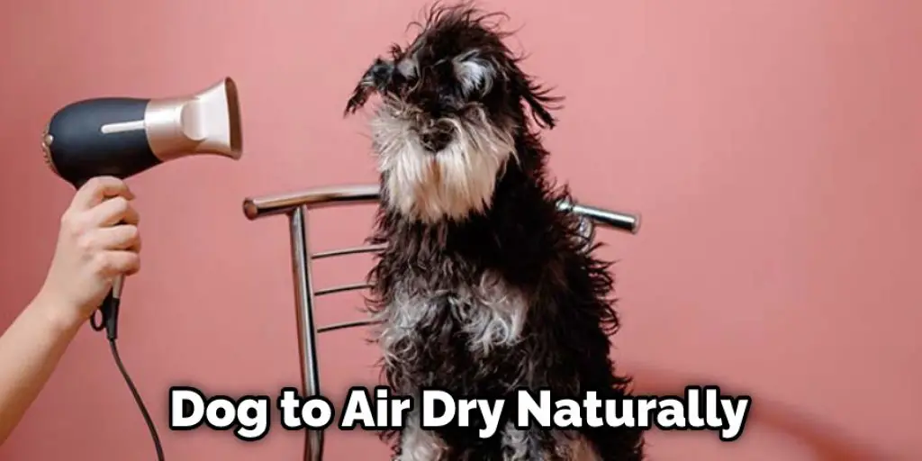 Dog to Air Dry Naturally