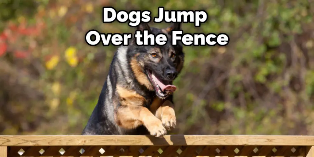 Dogs Jump  Over the Fence
