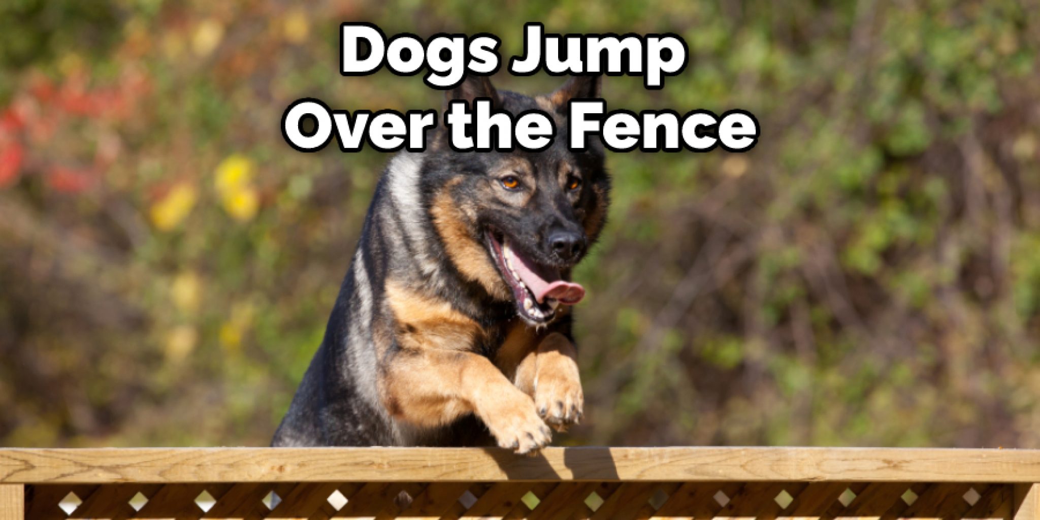 How to Keep Neighbor's Dogs Away From Fence - 10 Effective Ways