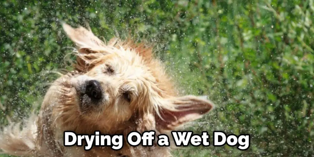 Drying Off a Wet Dog