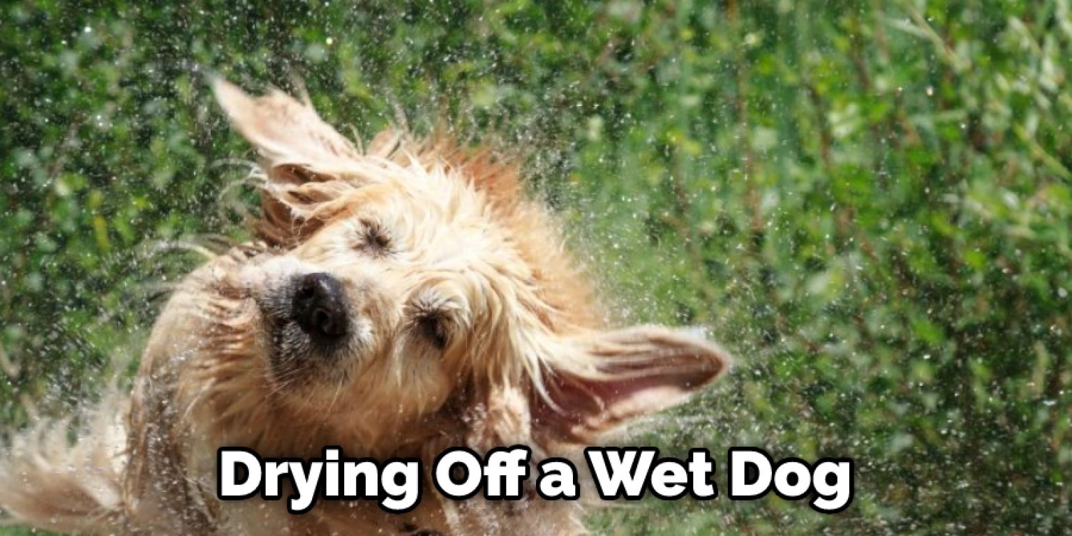 How to Dry a Dog After a Bath 7 Easy Steps (2024)
