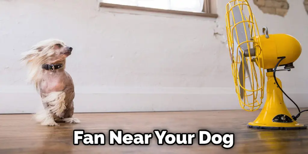 Fan Near Your Dog