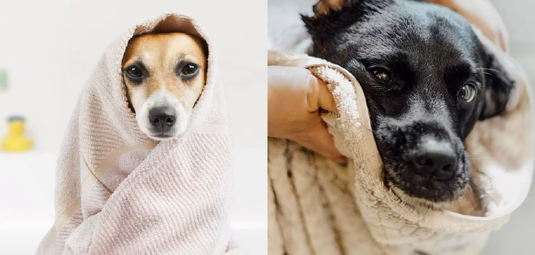 How to Dry a Dog After a Bath 7 Easy Steps (2024)