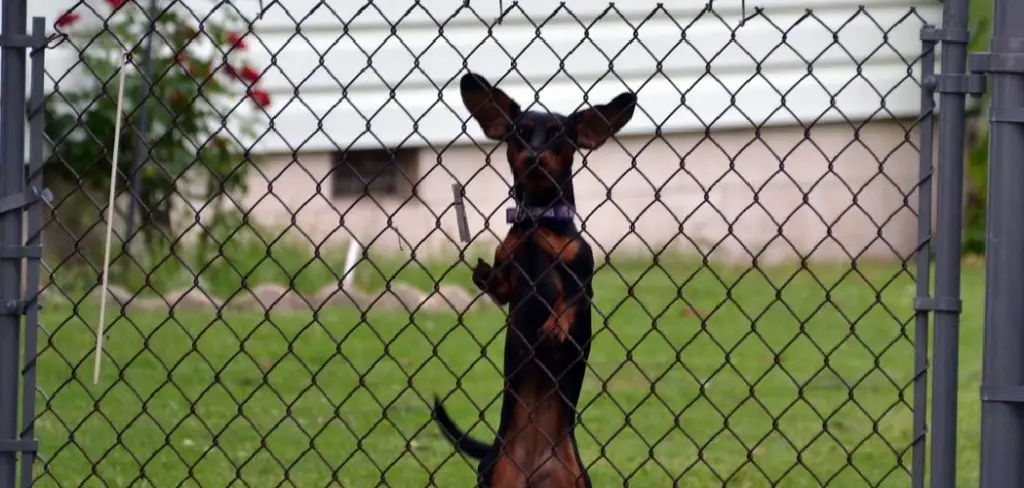 How to Keep Neighbor's Dogs Away From Fence