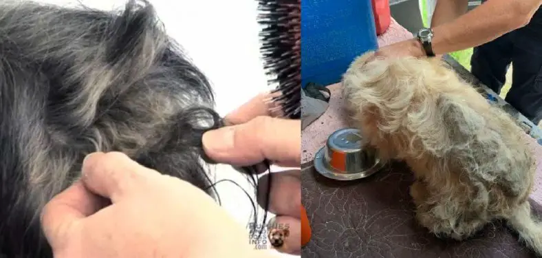 How to Untangle Matted Dog Hair