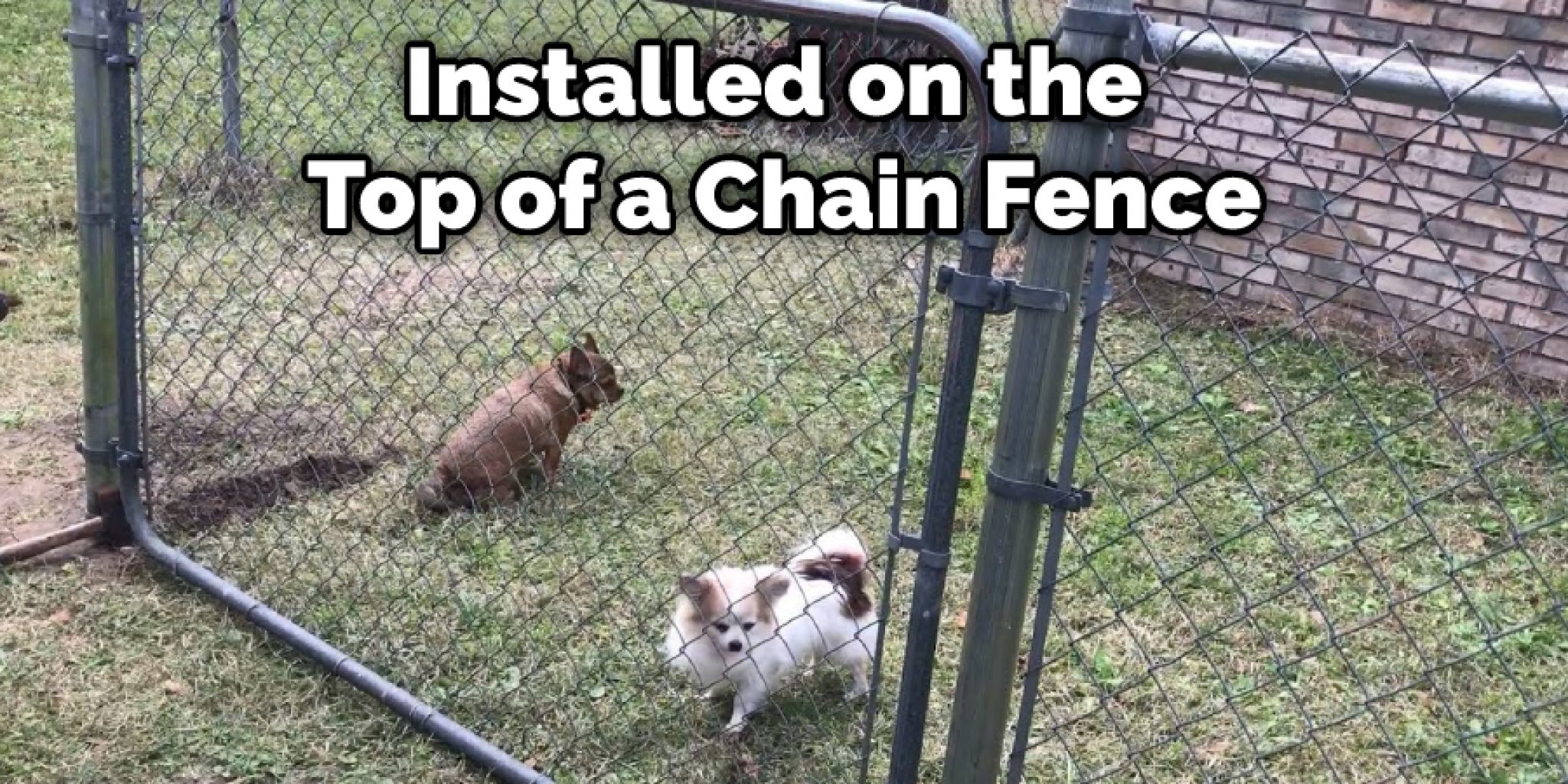 How to Keep Neighbor's Dogs Away From Fence - 10 Effective Ways