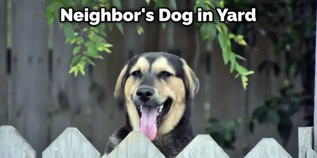 Neighbor's Dog in Yard