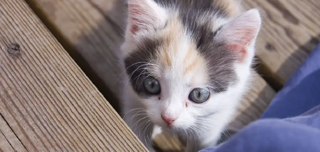 How to Make Gruel for Kittens