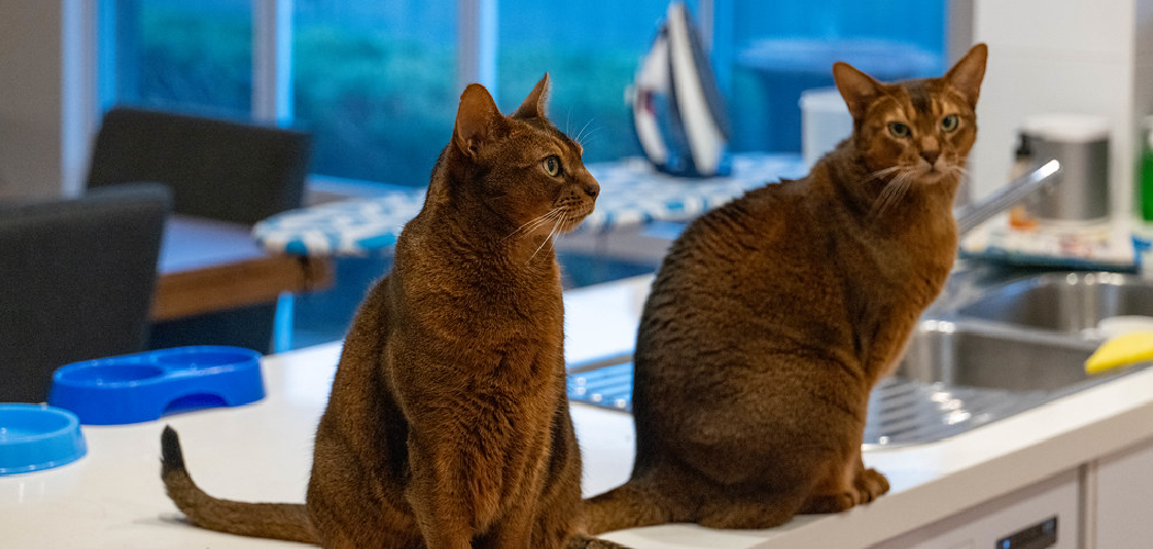 How to Cat Proof Described in 06 Steps (2024)