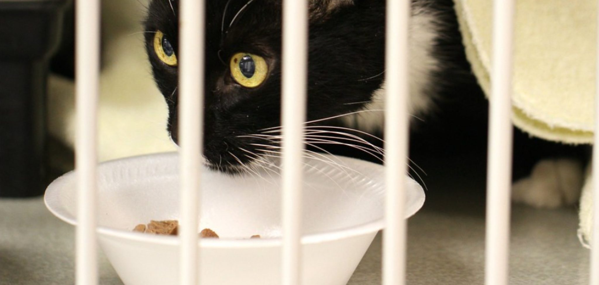 How to Know if Dry Cat Food Is Spoiled Described in 08 Steps