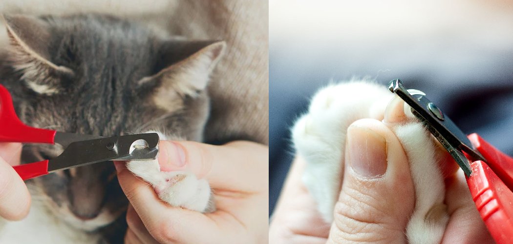 How to Trim Aggressive Cats Nails Described in 08 Steps (2026)