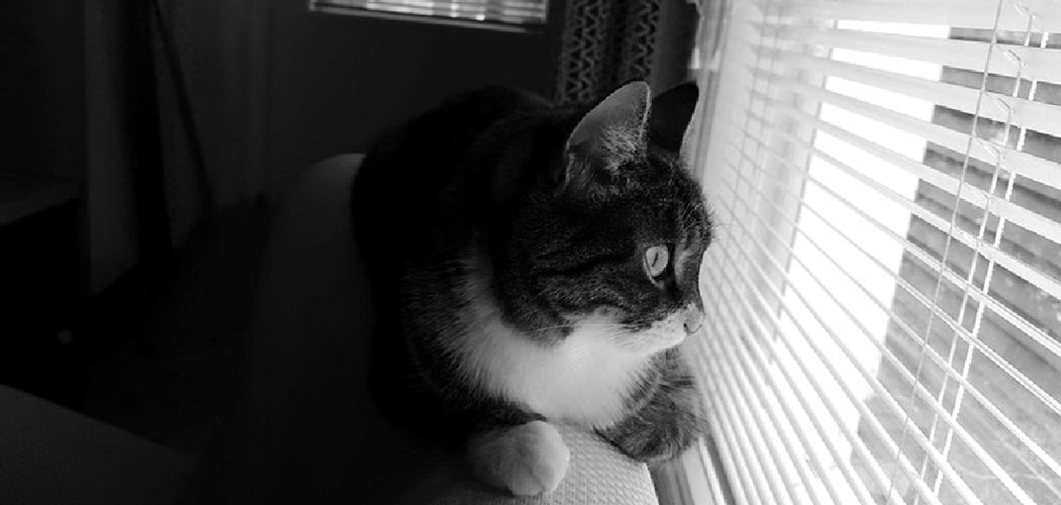 How to Keep Cat out Of Window Explained in 09 Steps (2024)