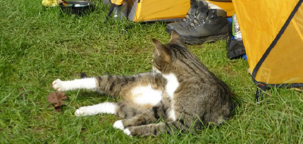 How to Take a Cat Camping