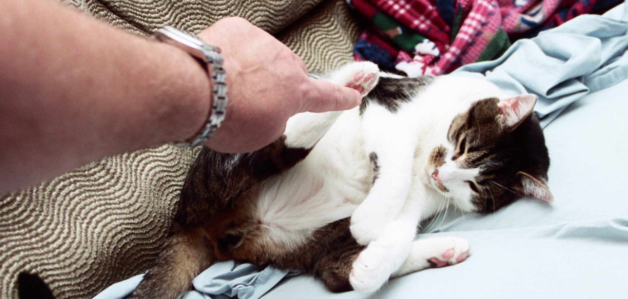 How to Tickle a Cat Explained in 06 Steps (2024)