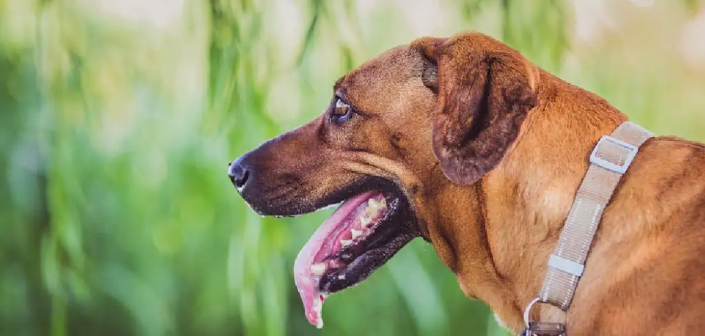 How to Stop a Dog's Tongue from Bleeding