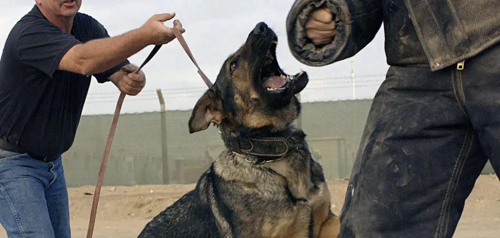 How to Train an Attack Dog