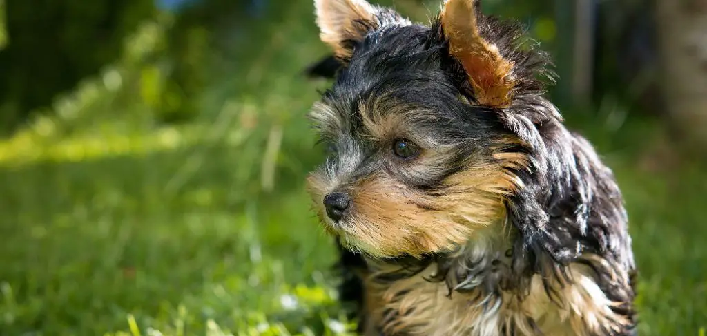 How to Potty Train Yorkies Puppies
