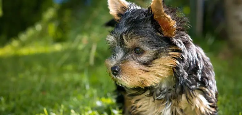 How to Potty Train Yorkies Puppies
