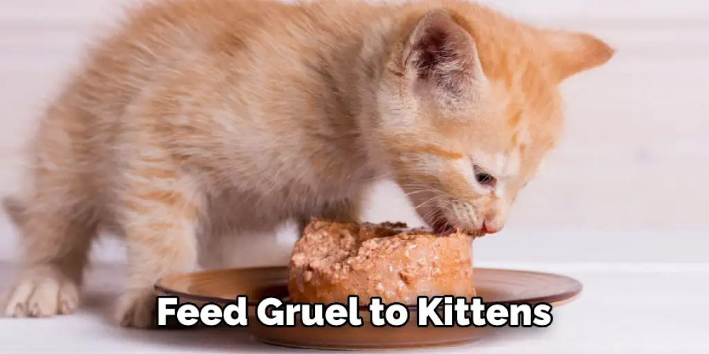 Feed Gruel to Kittens