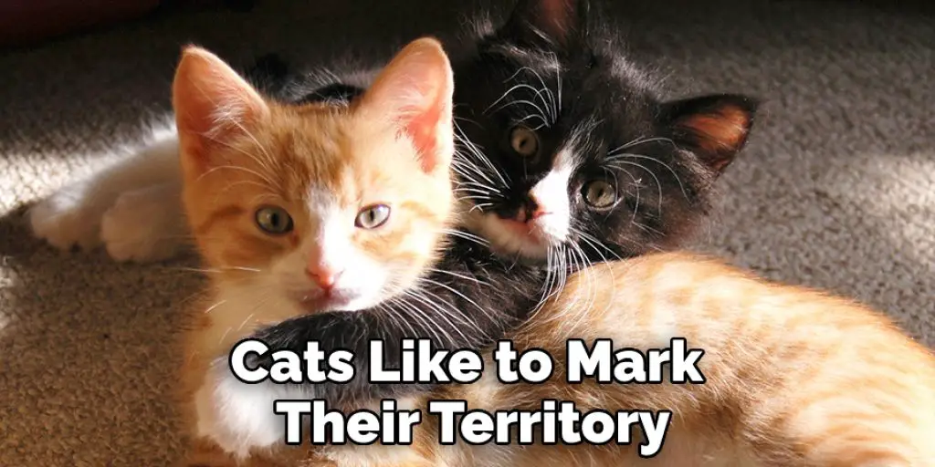 Cats Like to Mark  Their Territory