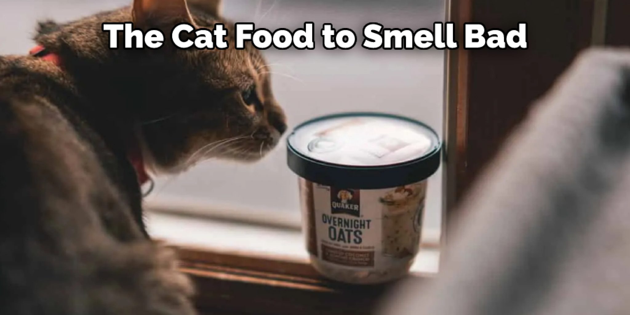 How to Know if Dry Cat Food Is Spoiled Described in 08 Steps