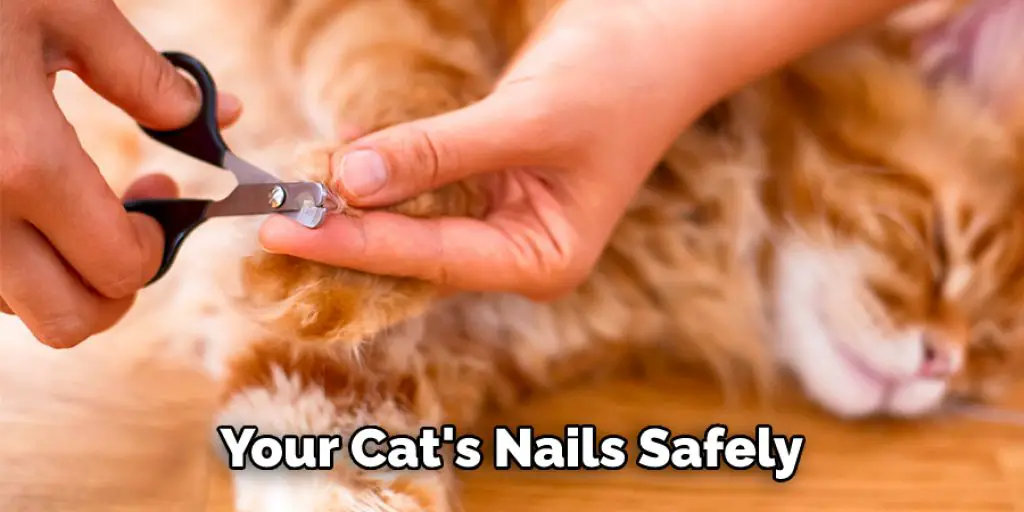 Your Cat's Nails Safely