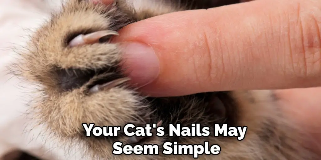 Your Cat's Nails May  Seem Simple