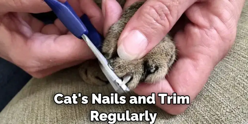 Cat's Nails and Trim Regularly