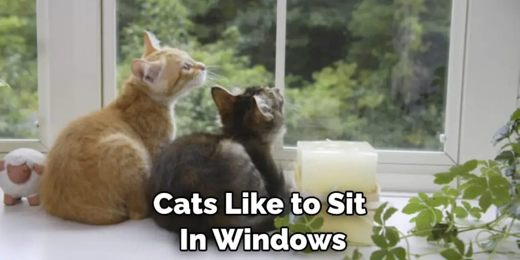 Cats Like to Sit  In Windows