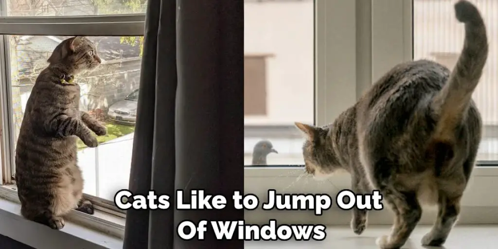 Cats Like to Jump Out  Of Windows