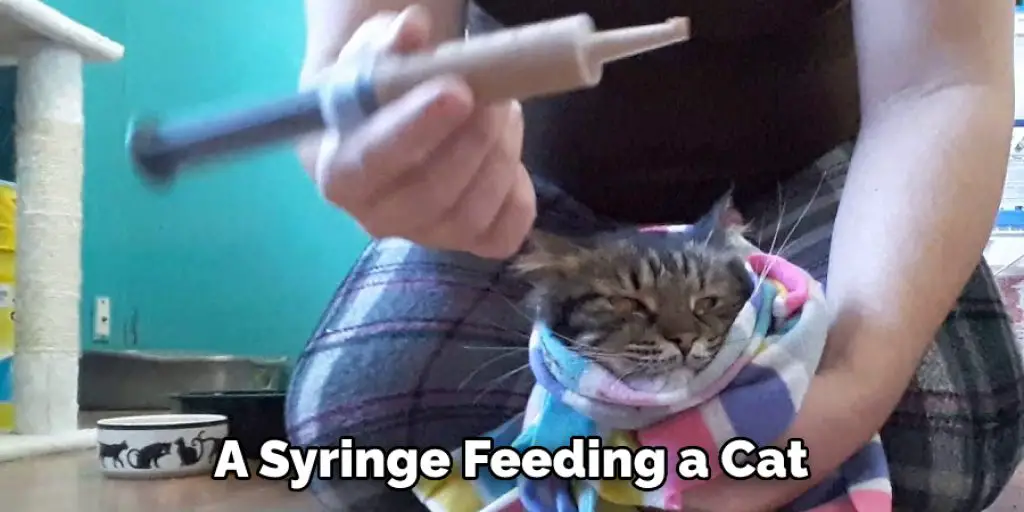 A Syringe Feeding a Cat