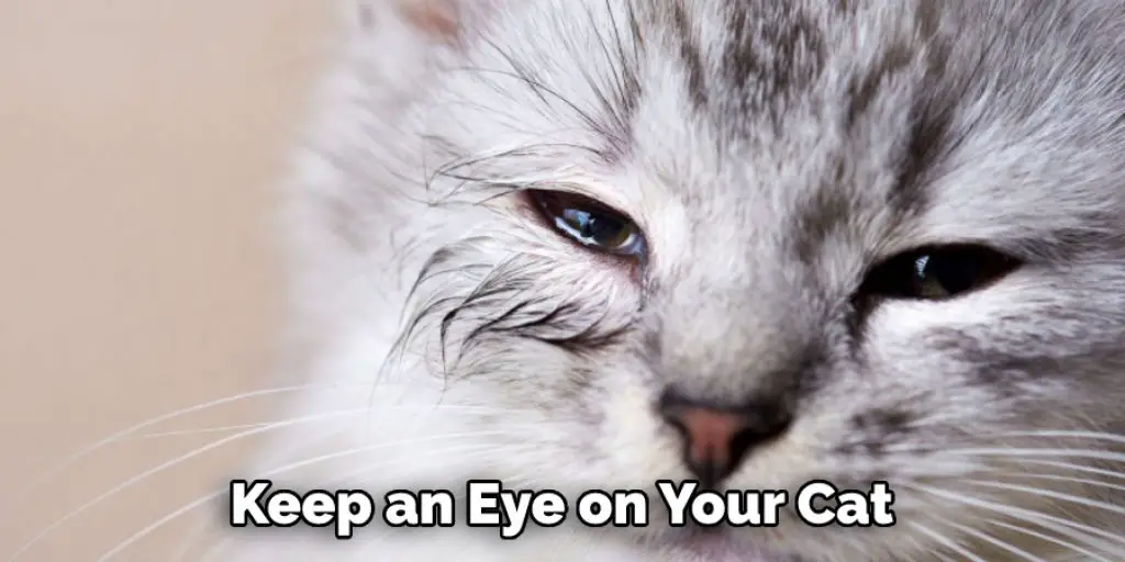 Keep an Eye on Your Cat