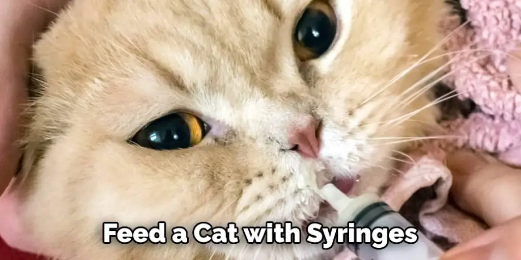 Feed a Cat with Syringes