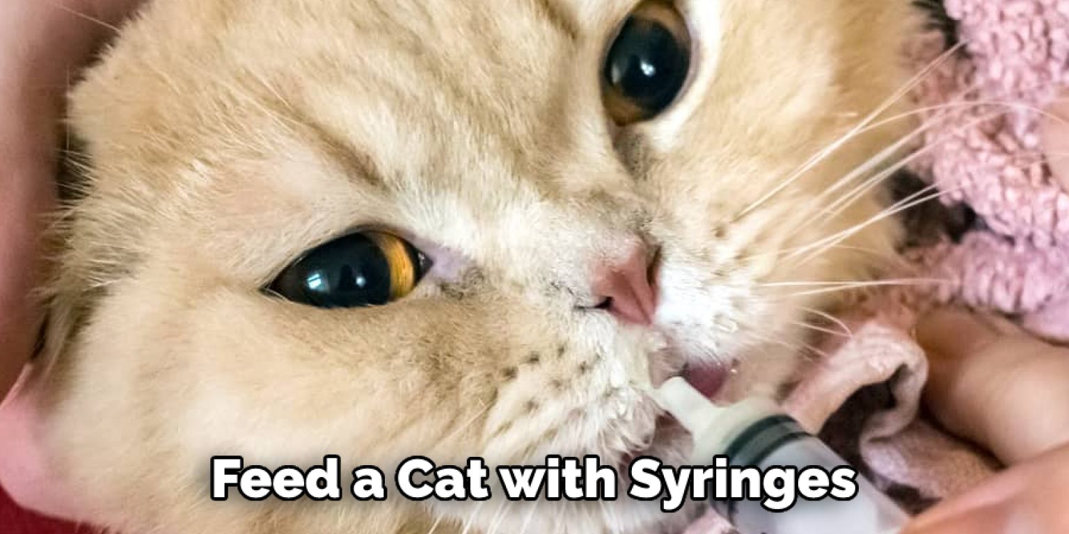 How to Syringe Feed a Cat Explained in 06 Steps (2024)