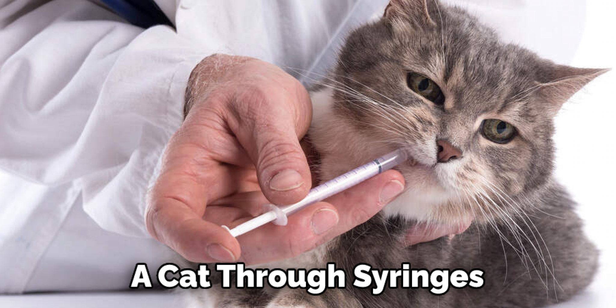 How to Syringe Feed a Cat Explained in 06 Steps (2024)