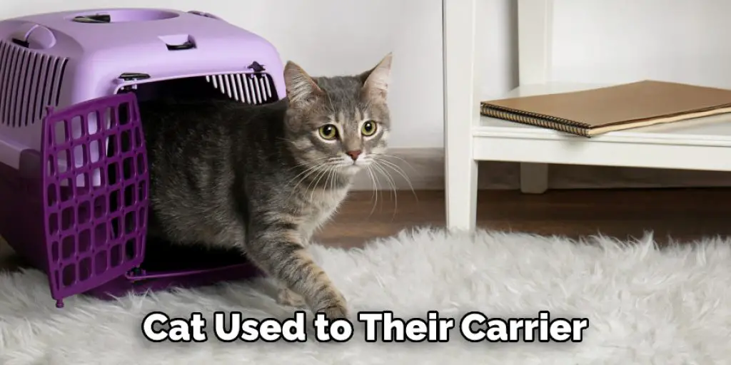 Cat Used to Their Carrier