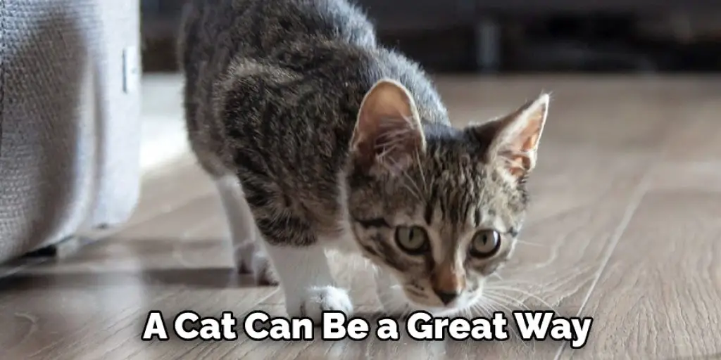 A Cat Can Be a Great Way