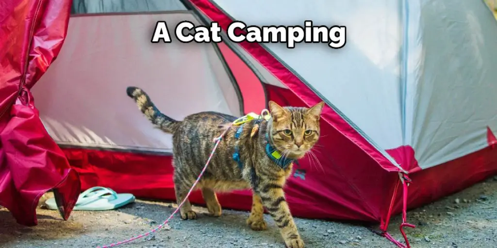 A Cat Camping