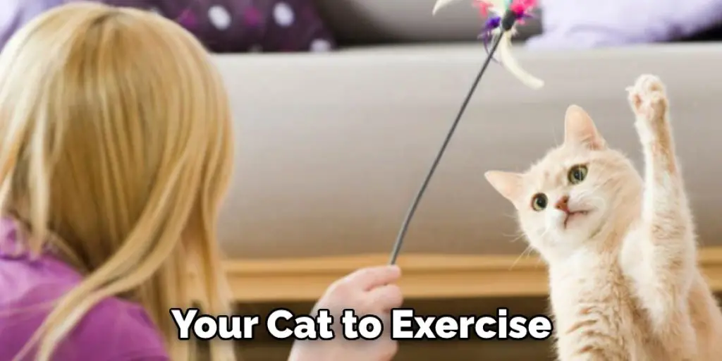 Your Cat to Exercise