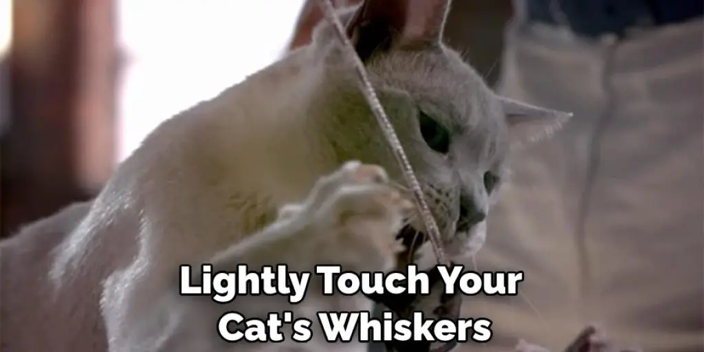 Lightly Touch Your  Cat's Whiskers