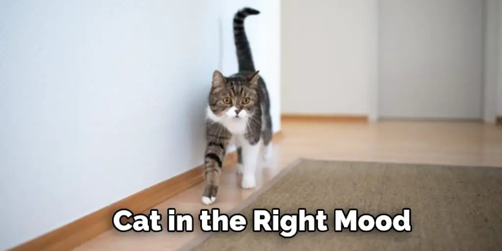 Cat in the Right Mood