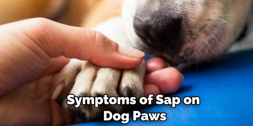 Symptoms of Sap on  Dog Paws