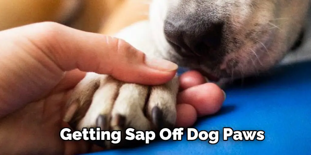 Getting Sap Off Dog Paws