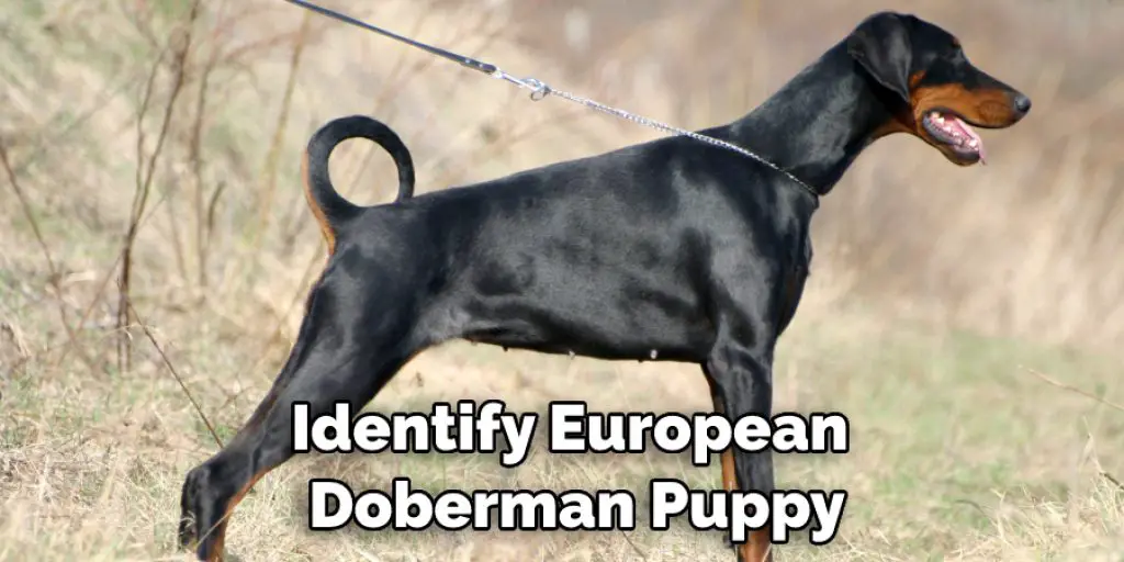 Identify European  Doberman Puppy